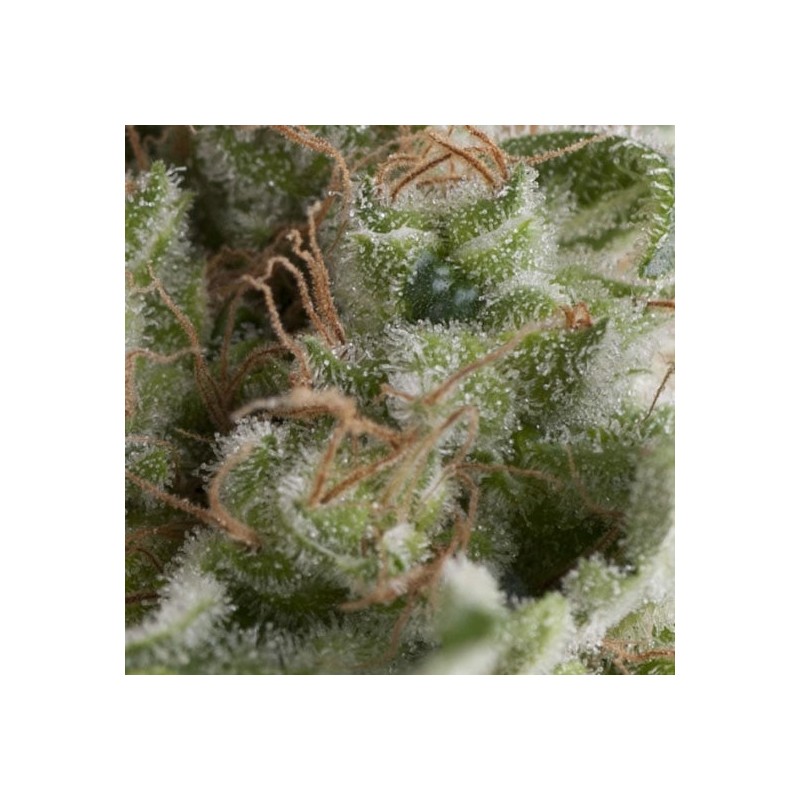 AUTO AMERICAN PIE · Pyramid Seeds · kenevir tohum · AutoFem