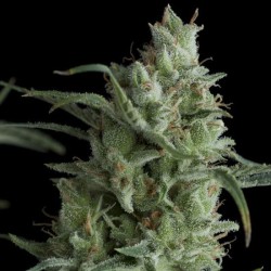 KRYPTONITE · Pyramid Seeds · cannabis seeds · Fem
