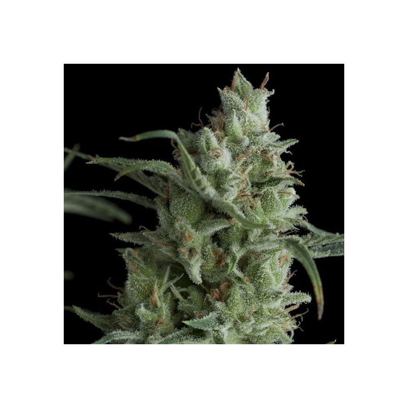 KRYPTONITE · Pyramid Seeds · cannabis seeds · Fem