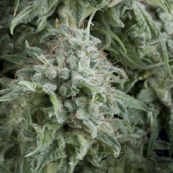 AUTO ANUBIS · Pyramid Seeds · cannabis seeds · AutoFem