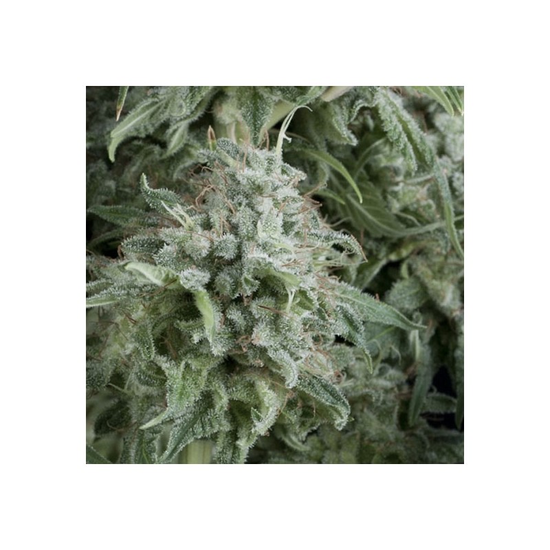 AUTO ANUBIS · Pyramid Seeds · cannabis seeds · AutoFem