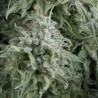 AUTO ANUBIS · Pyramid Seeds · cannabis seeds · AutoFem