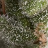 AUTO FRESH CANDY · Pyramid Seeds · kenevir tohum · AutoFem