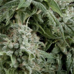 AUTO NORTHERN LIGHTS · Pyramid Seeds · kenevir tohum · Disi · AutoFem