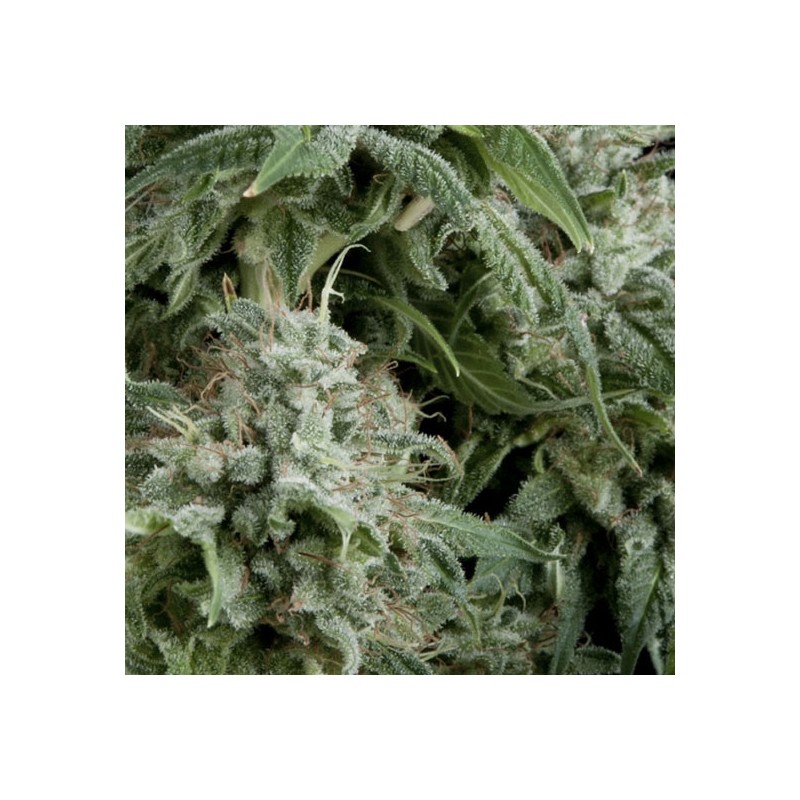 AUTO NORTHERN LIGHTS · Pyramid Seeds · cannabis seeds · AutoFem