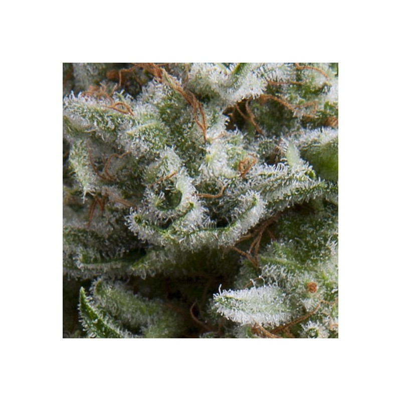 AUTO ANESTHESIA · Pyramid Seeds · kenevir tohum · Disi · AutoFem