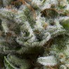 AUTO ANESTHESIA · Pyramid Seeds · cannabis seeds · AutoFem
