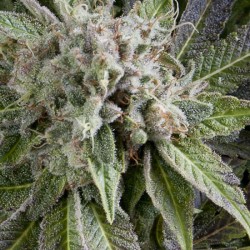 AUTO BLUE PYRAMID · Pyramid Seeds · cannabis seeds · AutoFem