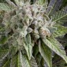AUTO BLUE PYRAMID · Pyramid Seeds · cannabis seeds · AutoFem