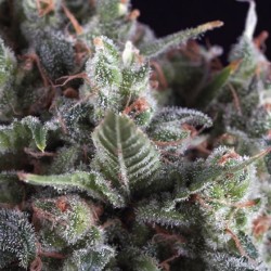 AUTO OLYMPIA · Pyramid Seeds · cannabis seeds · AutoFem