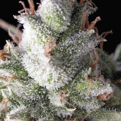 AUTO RAMSES · Pyramid Seeds · kenevir tohum · AutoFem