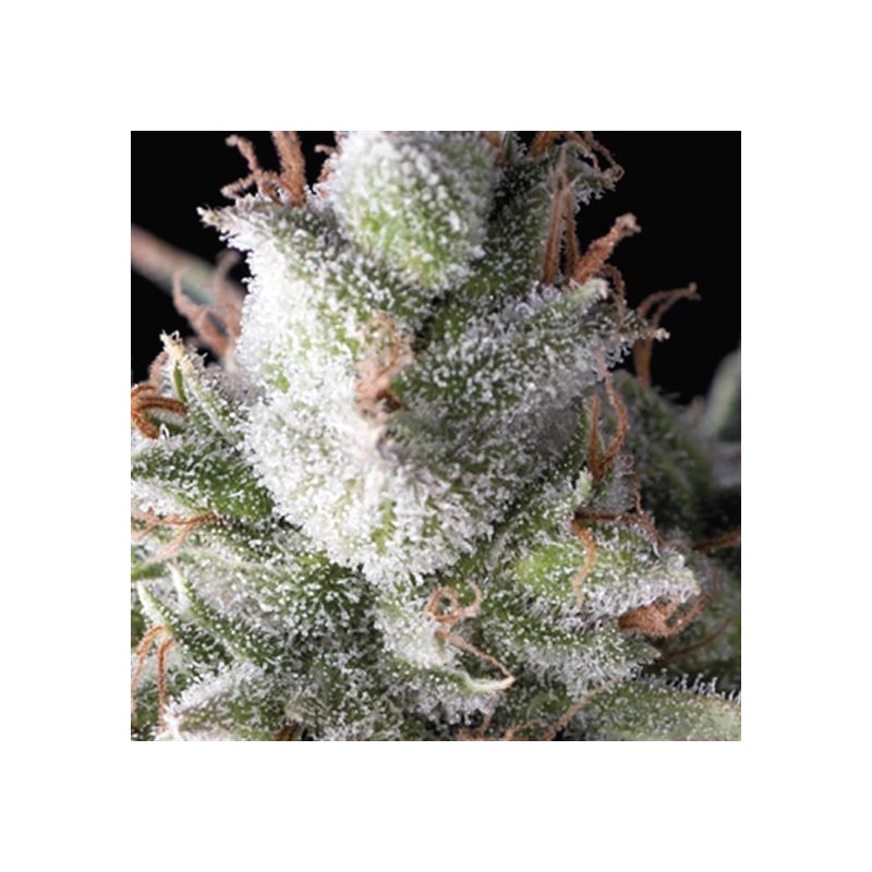 AUTO RAMSES · Pyramid Seeds · kenevir tohum · AutoFem