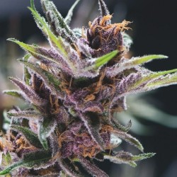 BLACK CHERRY PUNCH · Pyramid Seeds · kenevir tohum · Disi · Fem