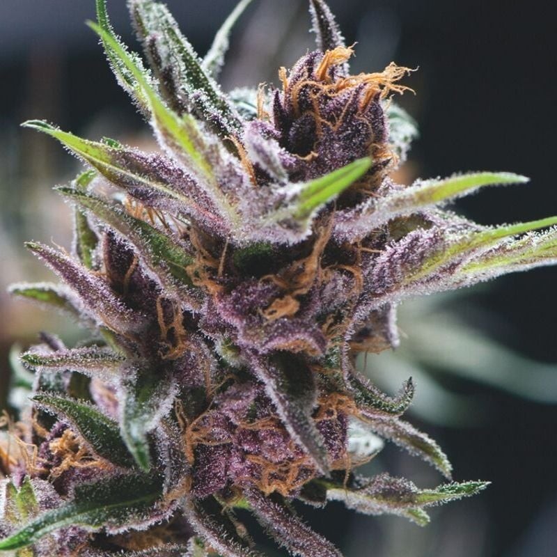 BLACK CHERRY PUNCH · Pyramid Seeds · cannabis seeds · Fem