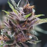 BLACK CHERRY PUNCH · Pyramid Seeds · kenevir tohum · Disi · Fem