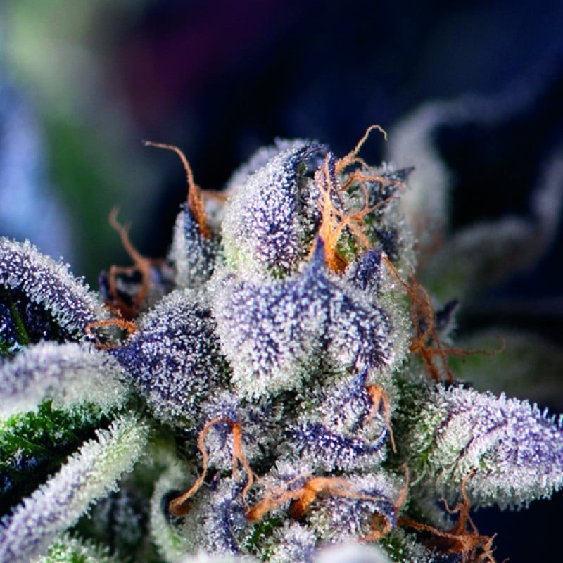 COOKIES USA · Pyramid Seeds · kenevir tohum · Disi · Fem