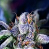 COOKIES USA · Pyramid Seeds · kenevir tohum · Disi · Fem
