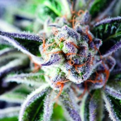DO-SI-DOS · Pyramid Seeds · kenevir tohum · Disi · Fem