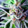 DO-SI-DOS · Pyramid Seeds · kenevir tohum · Disi · Fem