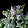 GORILA · Pyramid Seeds · cannabis seeds · Fem