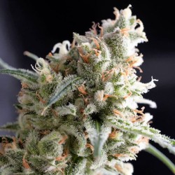 KUKULKAN · Pyramid Seeds · cannabis seeds · Fem