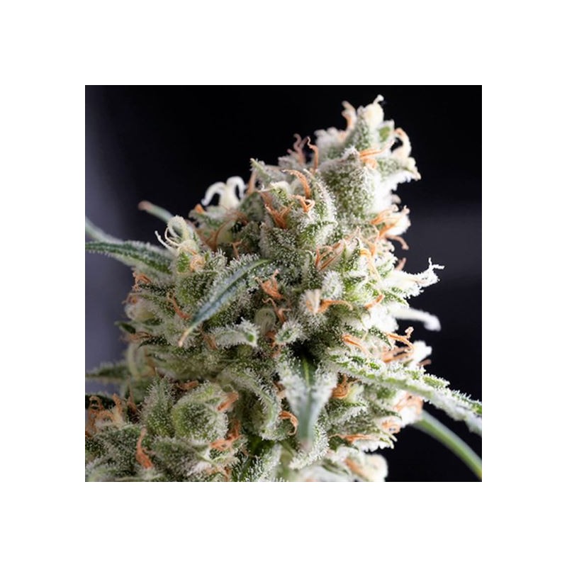 KUKULKAN · Pyramid Seeds · kenevir tohum · Disi · Fem