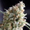 KUKULKAN · Pyramid Seeds · kenevir tohum · Disi · Fem