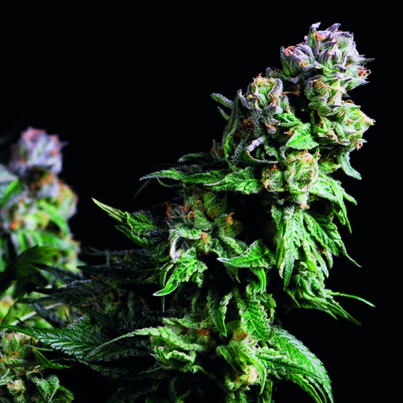 PURPLE URKLE · Pyramid Seeds · kenevir tohum · Disi · Fem