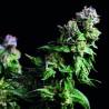 PURPLE URKLE · Pyramid Seeds · kenevir tohum · Disi · Fem