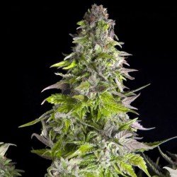 ROMULAN · Pyramid Seeds · kenevir tohum · Disi · Fem