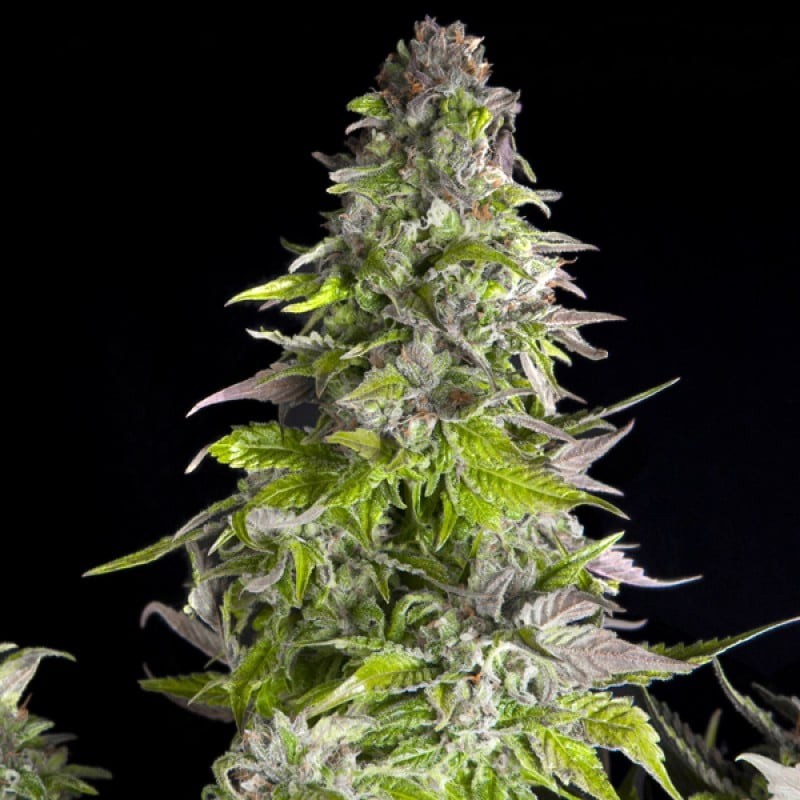 ROMULAN · Pyramid Seeds · kenevir tohum · Disi · Fem