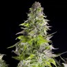 ROMULAN · Pyramid Seeds · cannabis seeds · Fem