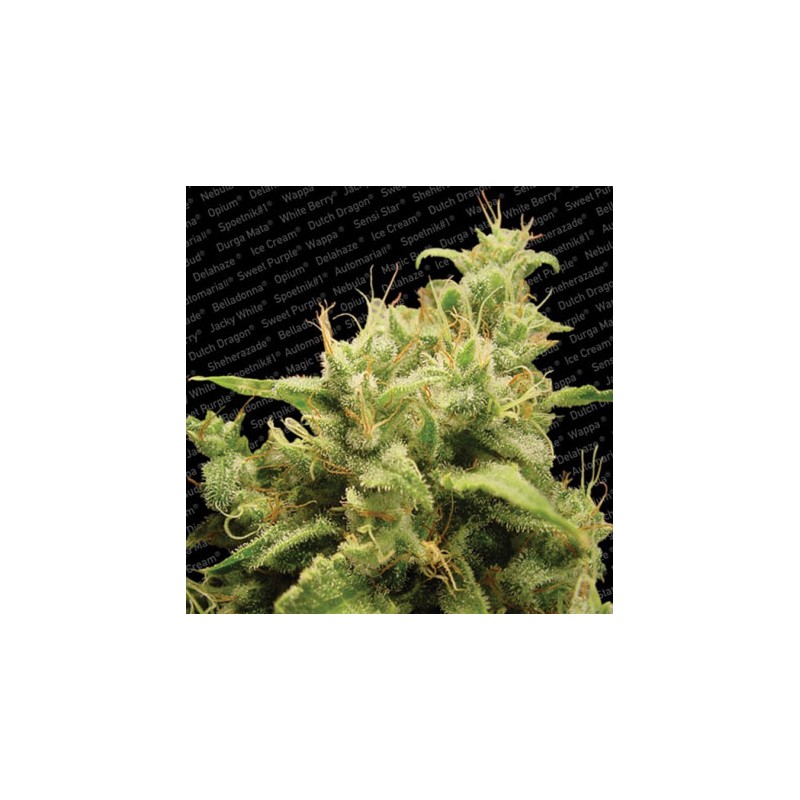 OPIUM · Paradise Seeds · kenevir tohum · Disi · Fem