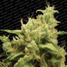 OPIUM · Paradise Seeds · kenevir tohum · Disi · Fem