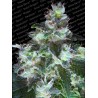 ORIGINAL WHITE WIDOW · Paradise Seeds · kenevir tohum · Disi · Fem