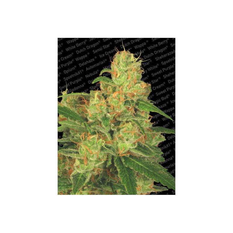 AUTO ACID · Paradise Seeds · kenevir tohum · Disi · AutoFem