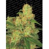 AUTO ACID · Paradise Seeds · kenevir tohum · Disi · AutoFem