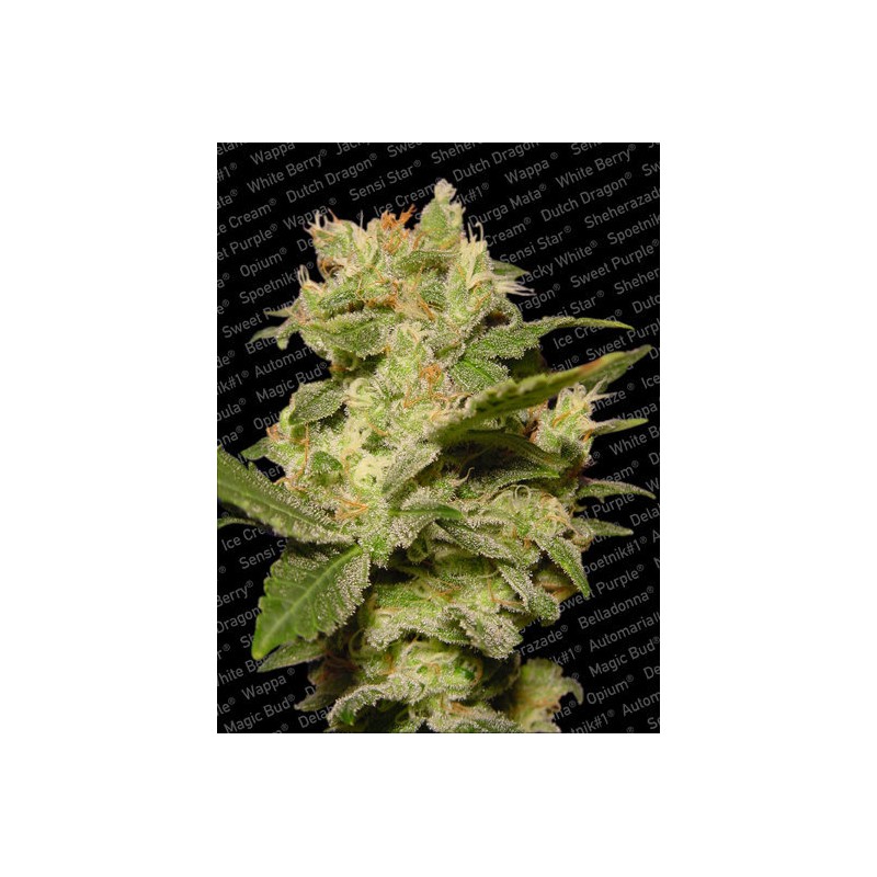 AUTO JACK · Paradise Seeds · kenevir tohum · Disi · AutoFem