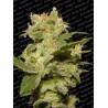 AUTO JACK · Paradise Seeds · kenevir tohum · Disi · AutoFem