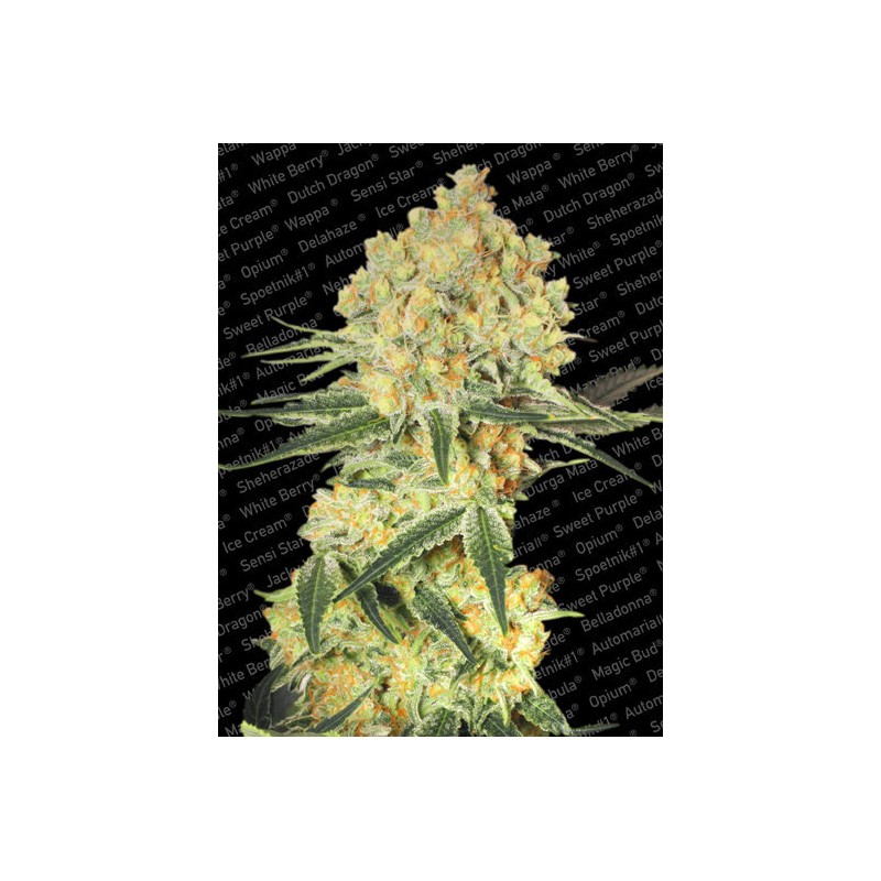 AUTO WAPPA · Paradise Seeds · kenevir tohum · Disi · AutoFem