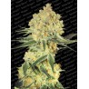 AUTO WAPPA · Paradise Seeds · kenevir tohum · Disi · AutoFem