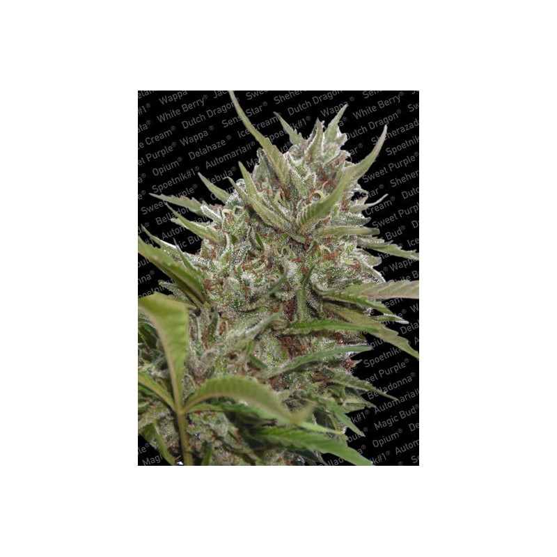 AUTO WHITE BERRY · Paradise Seeds · kenevir tohum · Disi · AutoFem