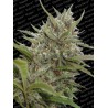 AUTO WHITE BERRY · Paradise Seeds · kenevir tohum · Disi · AutoFem