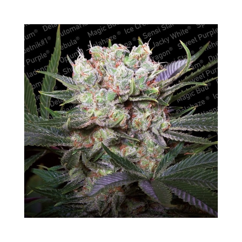 CALIFORNIA GOLD · Paradise Seeds · cannabis seeds · Fem
