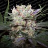 CALIFORNIA GOLD · Paradise Seeds · cannabis seeds · Fem