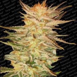 ICE CREAM · Paradise Seeds...