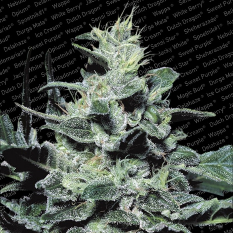 NEBULA · Paradise Seeds · kenevir tohum · Disi · Fem