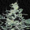 NEBULA · Paradise Seeds · kenevir tohum · Disi · Fem