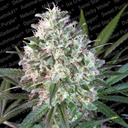 SPACE COOKIES · Paradise...