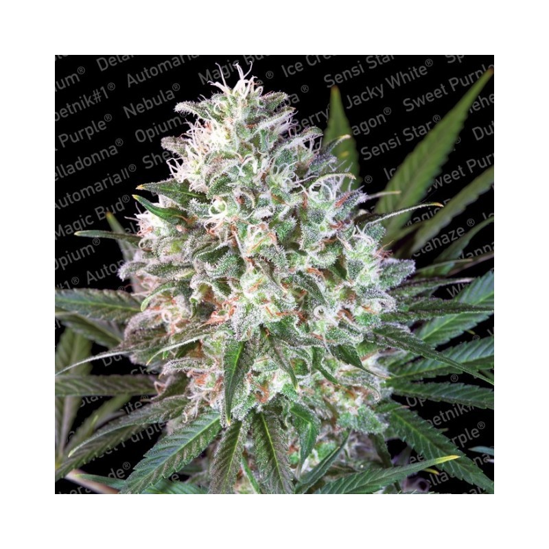 SPACE COOKIES · Paradise Seeds · kenevir tohum · Fem